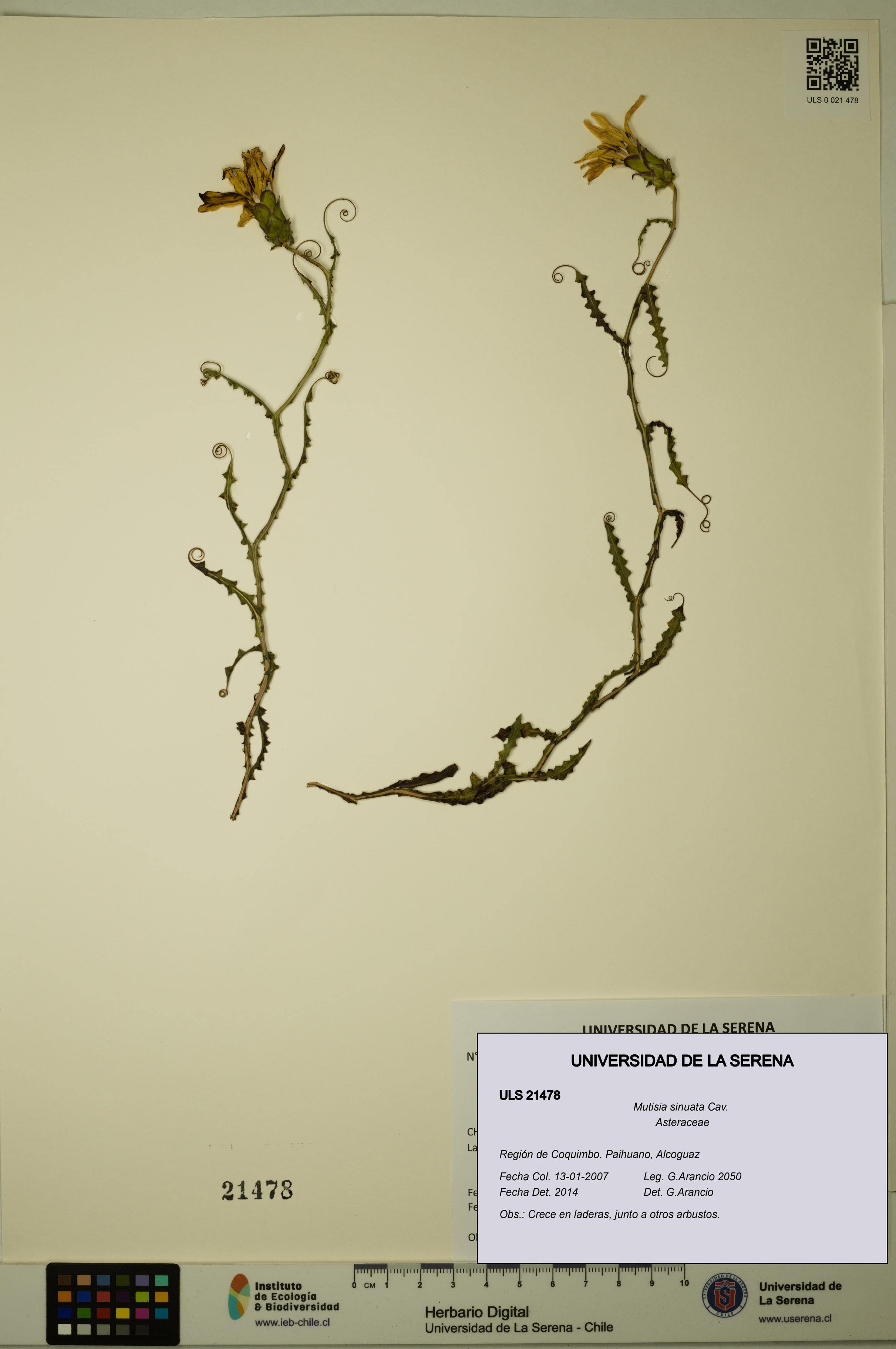 Mutisia sinuata [Espécimen: ULS:ULS:0021478]