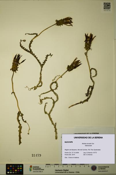 Mutisia sinuata [Espécimen: ULS:ULS:0021479]