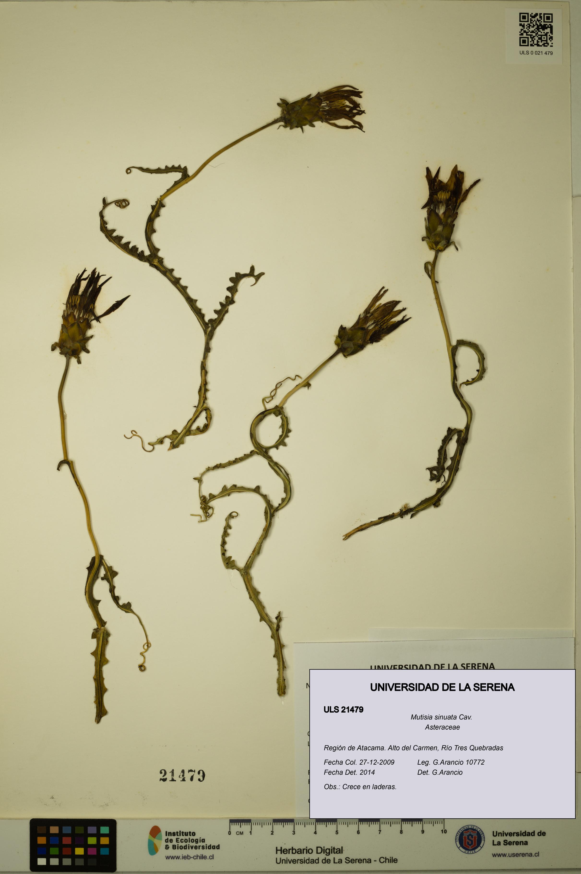 Mutisia sinuata [Espécimen: ULS:ULS:0021479]