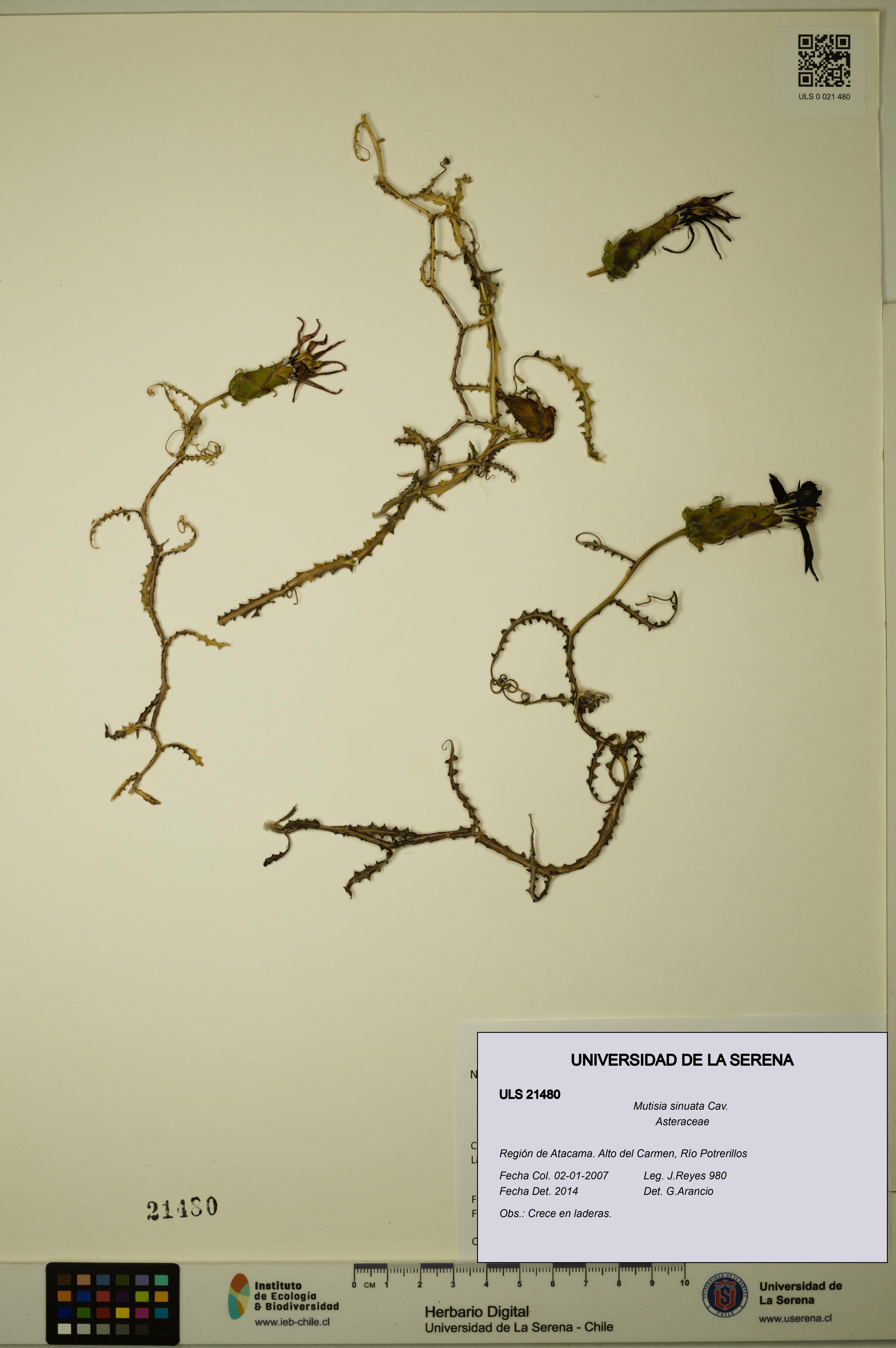 Mutisia sinuata [Espécimen: ULS:ULS:0021480]
