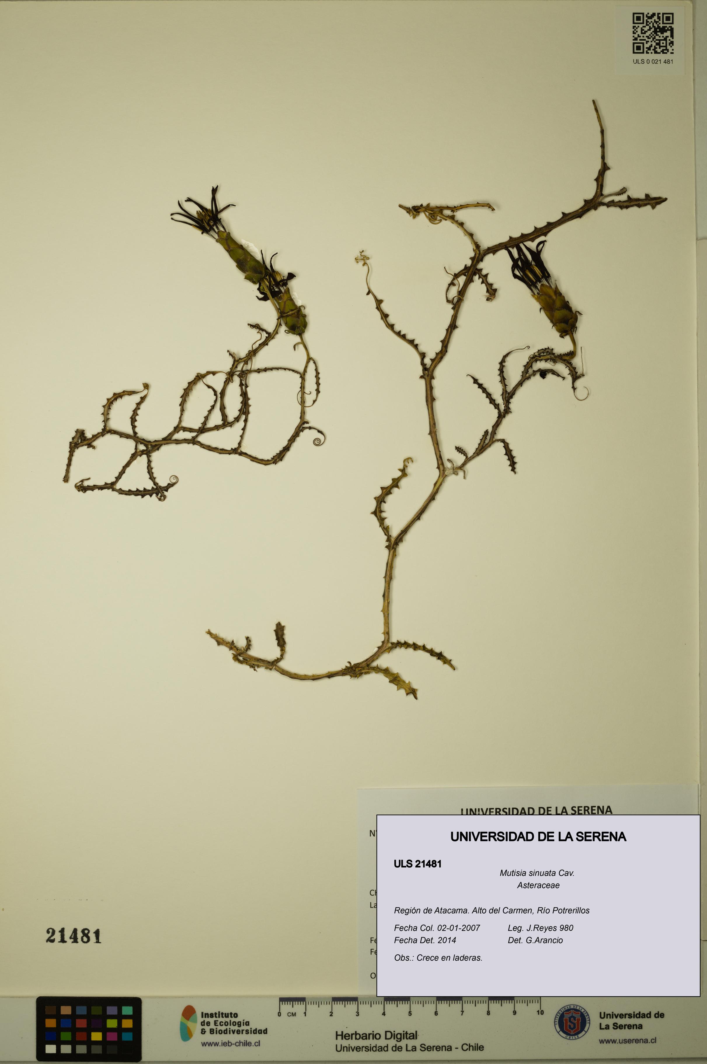 Mutisia sinuata [Espécimen: ULS:ULS:0021481]