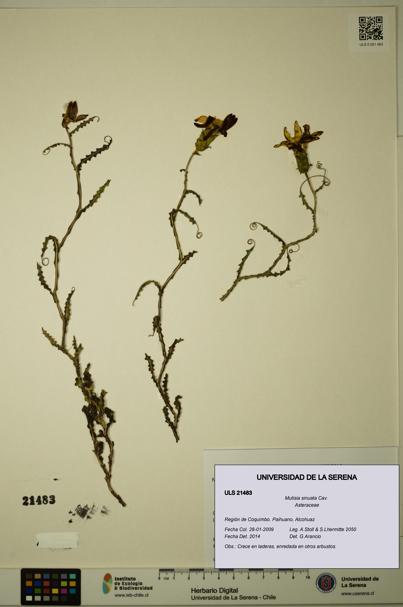 Mutisia sinuata [Espécimen: ULS:ULS:0021483]