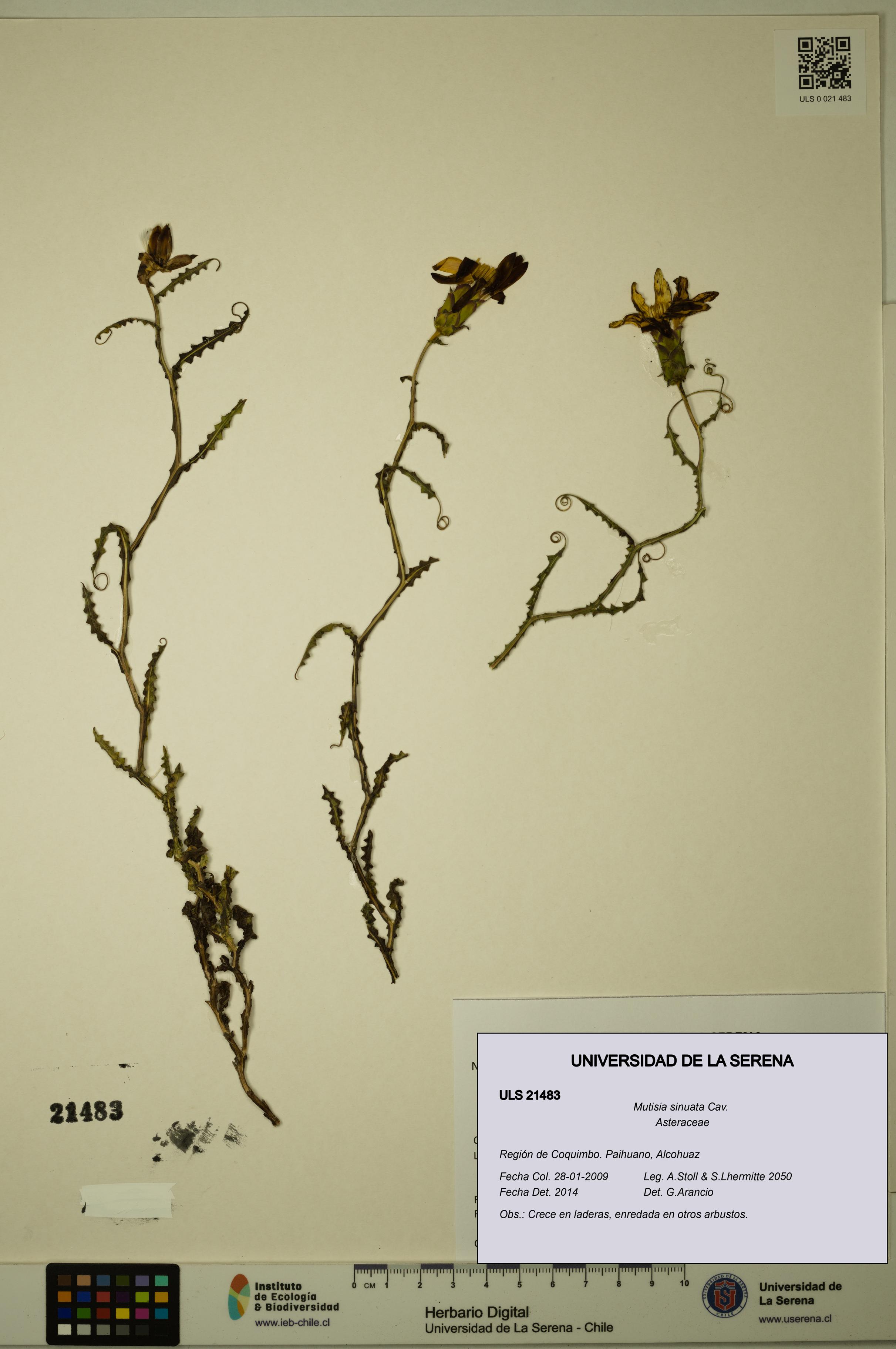 Mutisia sinuata [Espécimen: ULS:ULS:0021483]