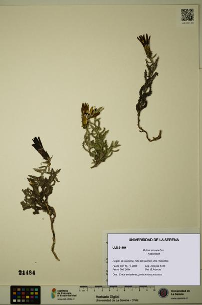 Mutisia sinuata [Espécimen: ULS:ULS:0021484]