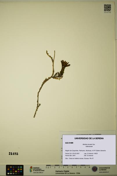 Mutisia sinuata [Espécimen: ULS:ULS:0021485]
