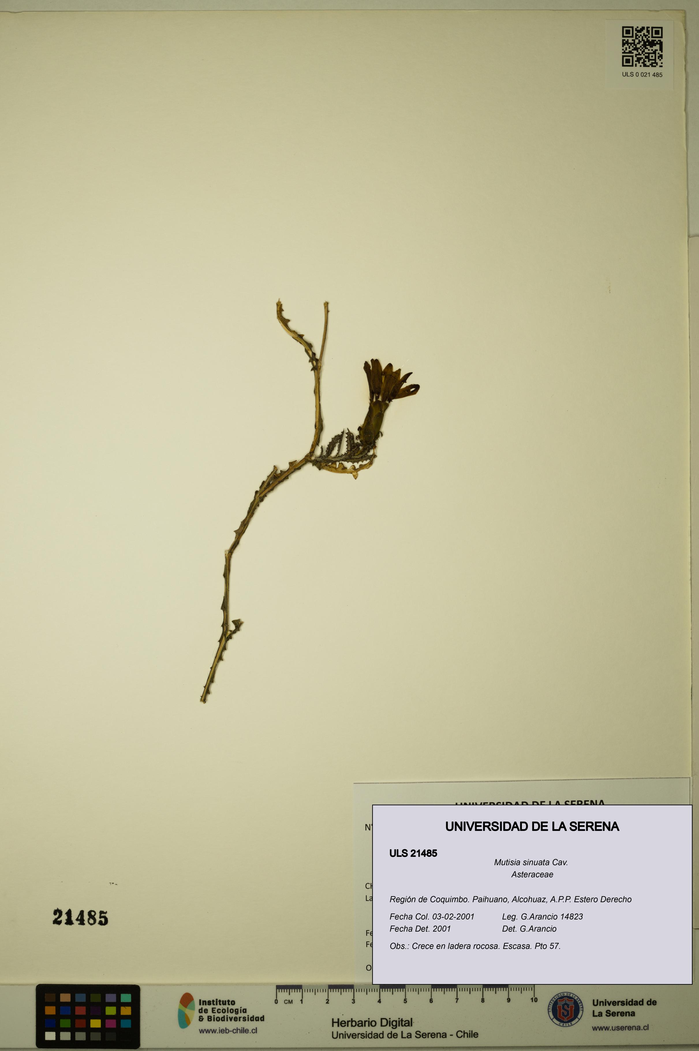 Mutisia sinuata [Espécimen: ULS:ULS:0021485]