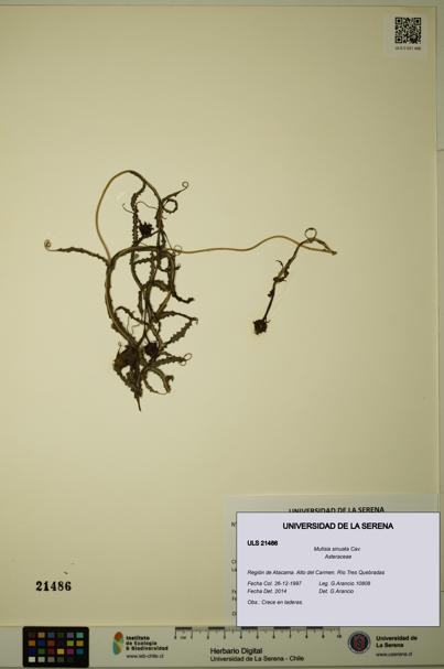 Mutisia sinuata [Espécimen: ULS:ULS:0021486]