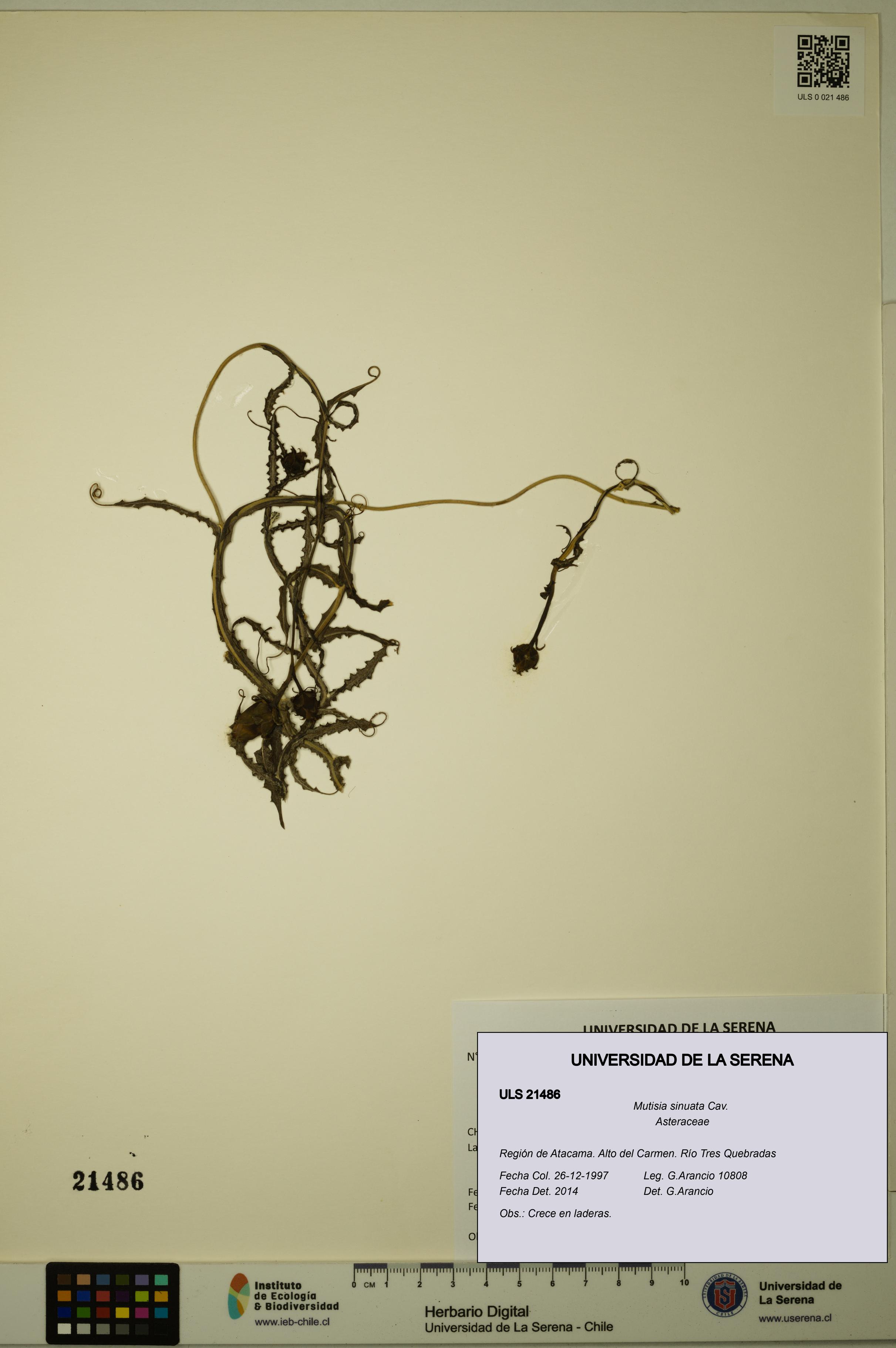 Mutisia sinuata [Espécimen: ULS:ULS:0021486]