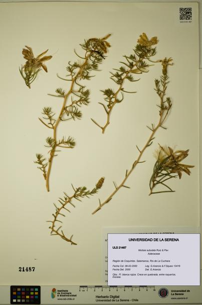 Mutisia subulata [Espécimen: ULS:ULS:0021487]