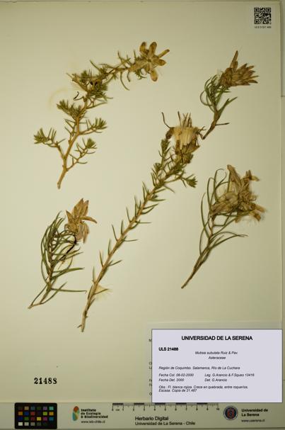 Mutisia subulata [Espécimen: ULS:ULS:0021488]