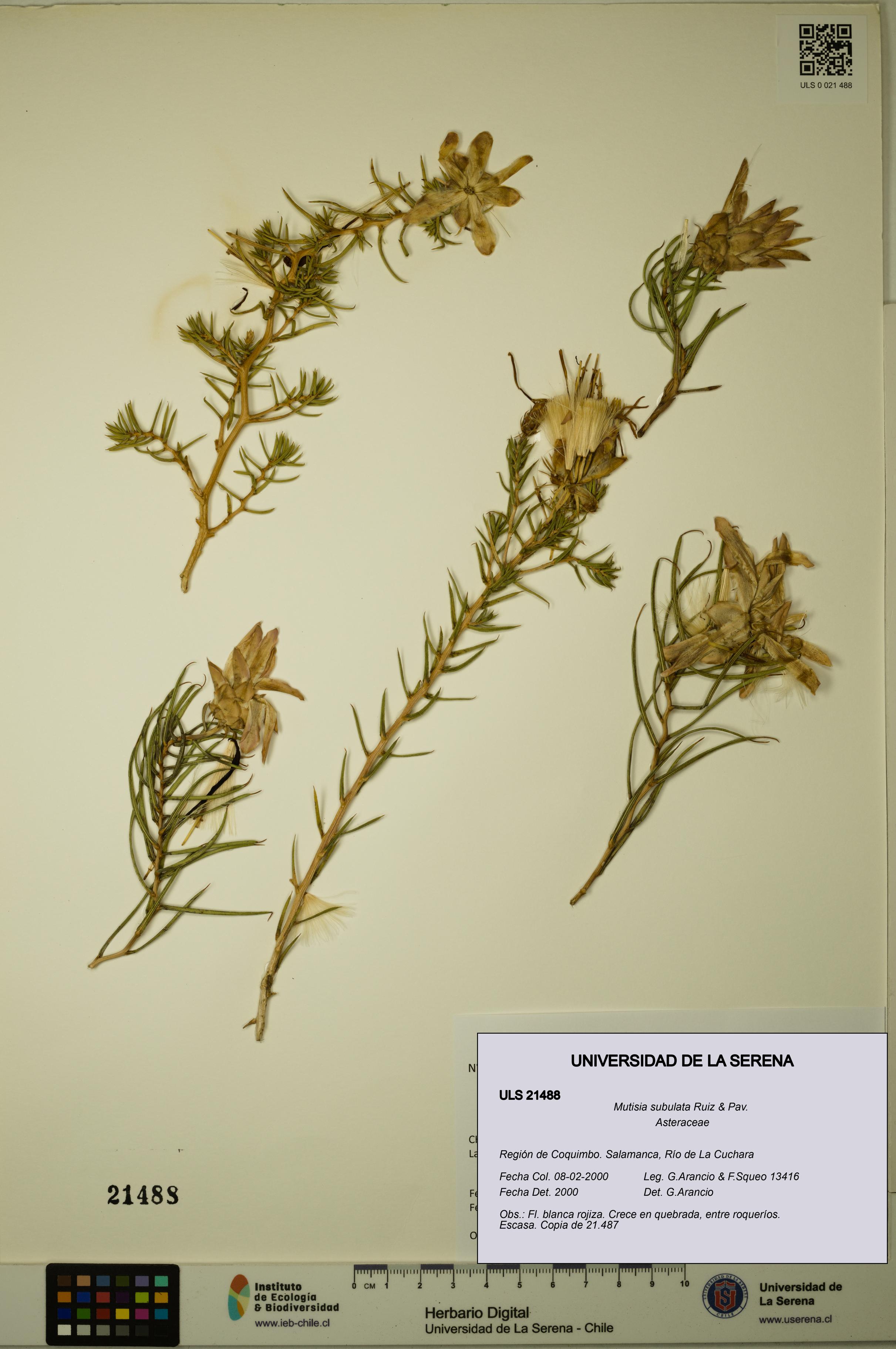 Mutisia subulata [Espécimen: ULS:ULS:0021488]