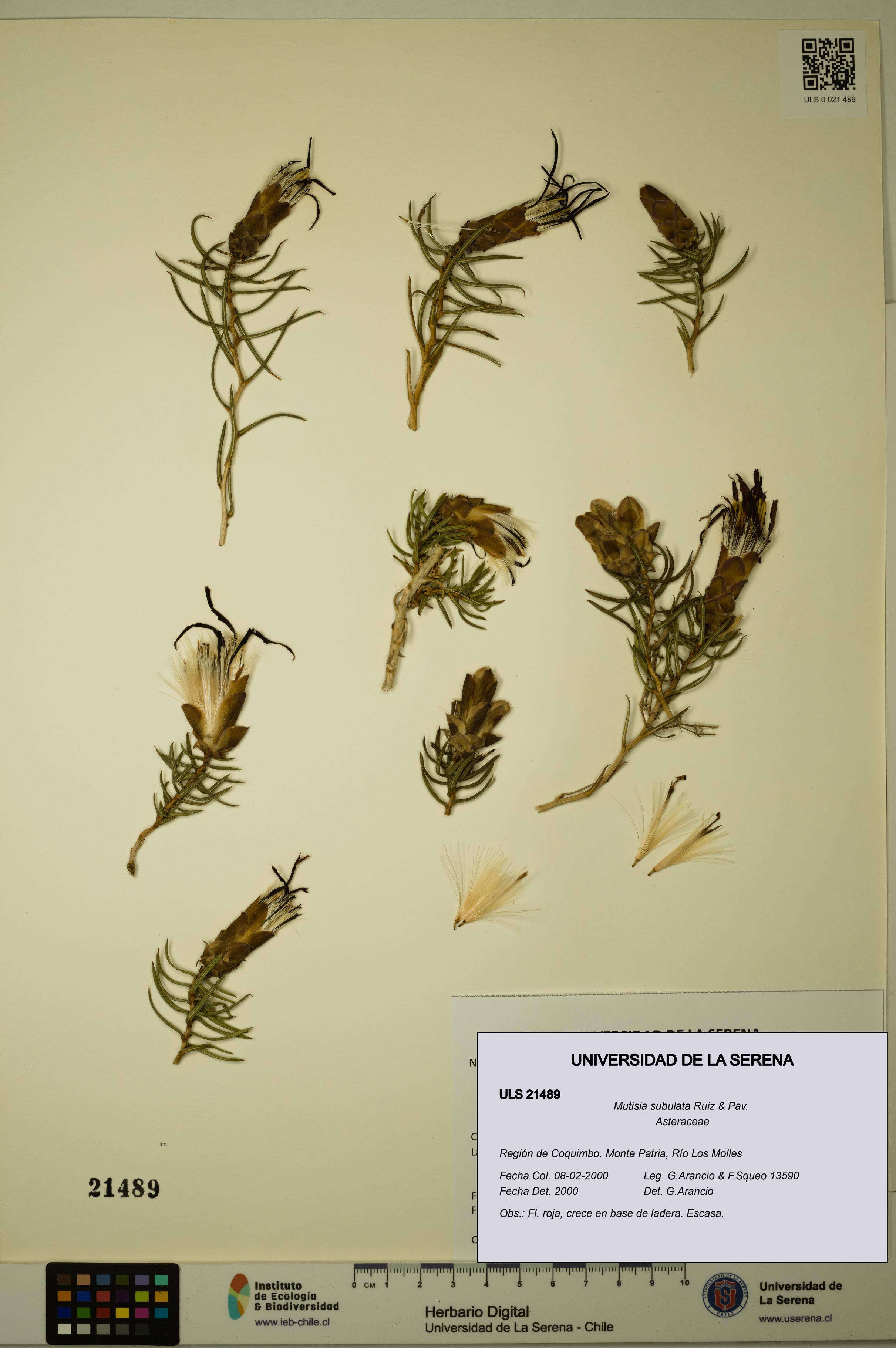 Mutisia subulata [Espécimen: ULS:ULS:0021489]