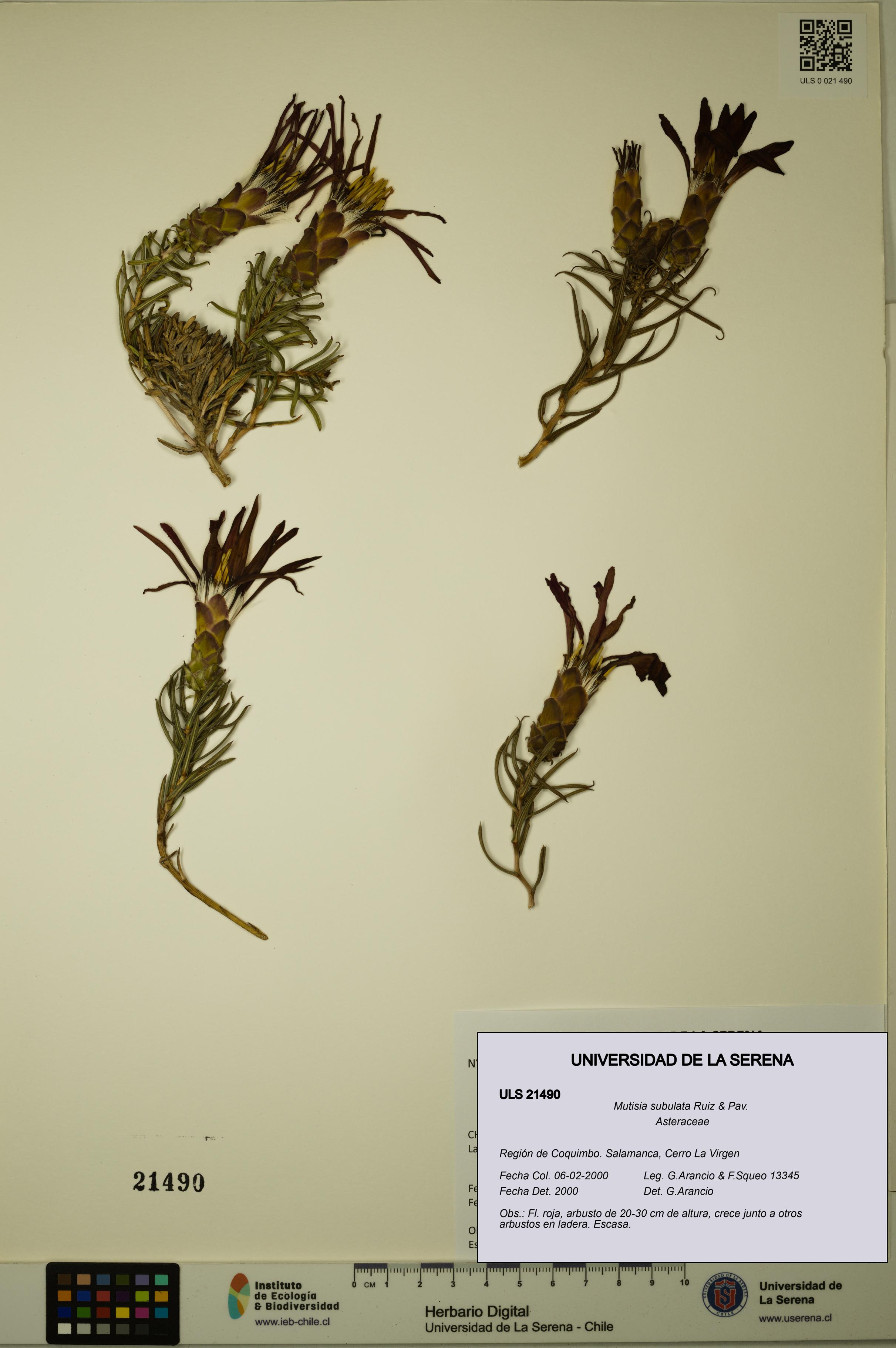 Mutisia subulata [Espécimen: ULS:ULS:0021490]