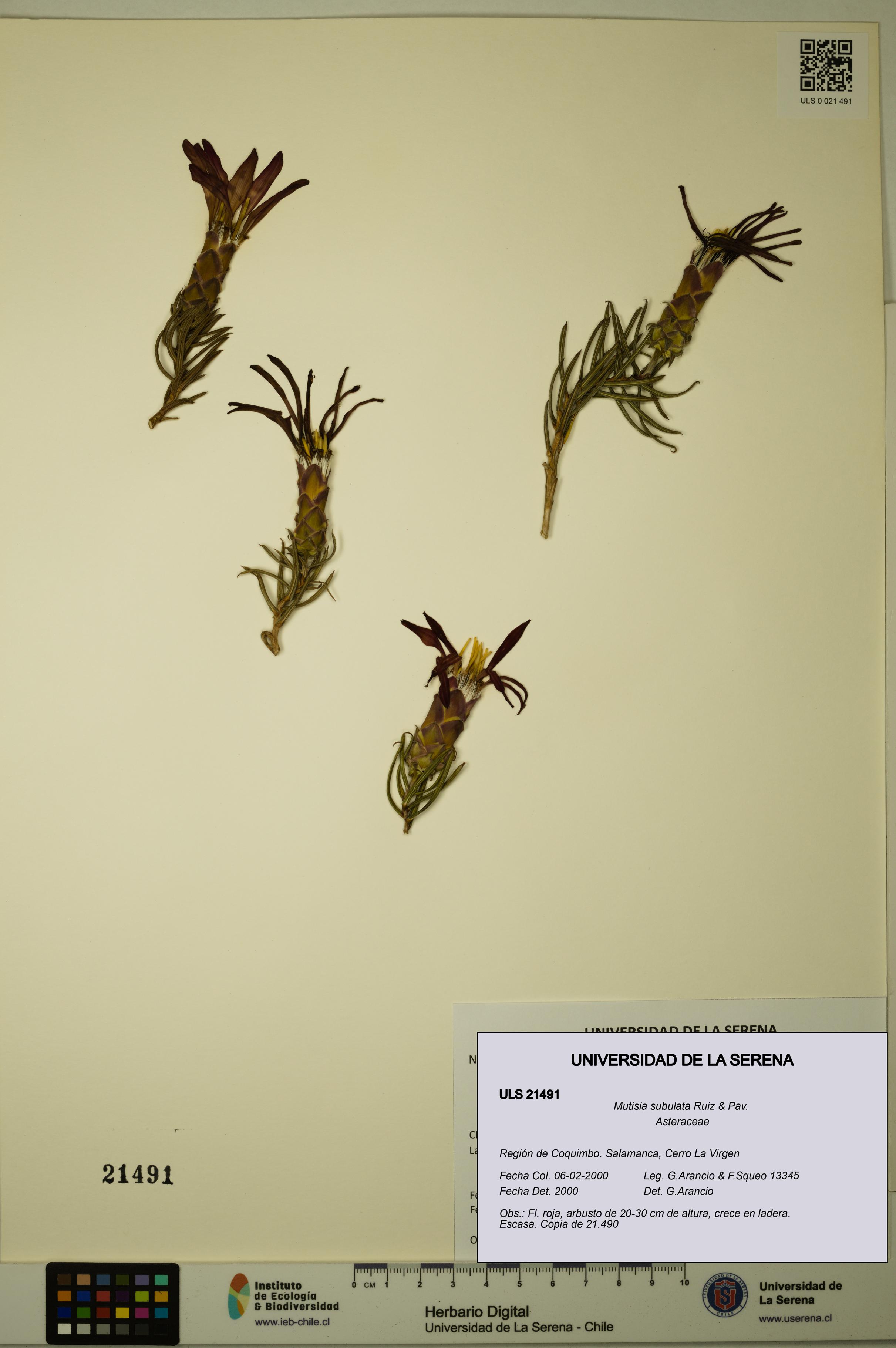 Mutisia subulata [Espécimen: ULS:ULS:0021491]