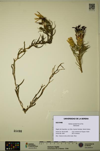 Mutisia subulata [Espécimen: ULS:ULS:0021492]