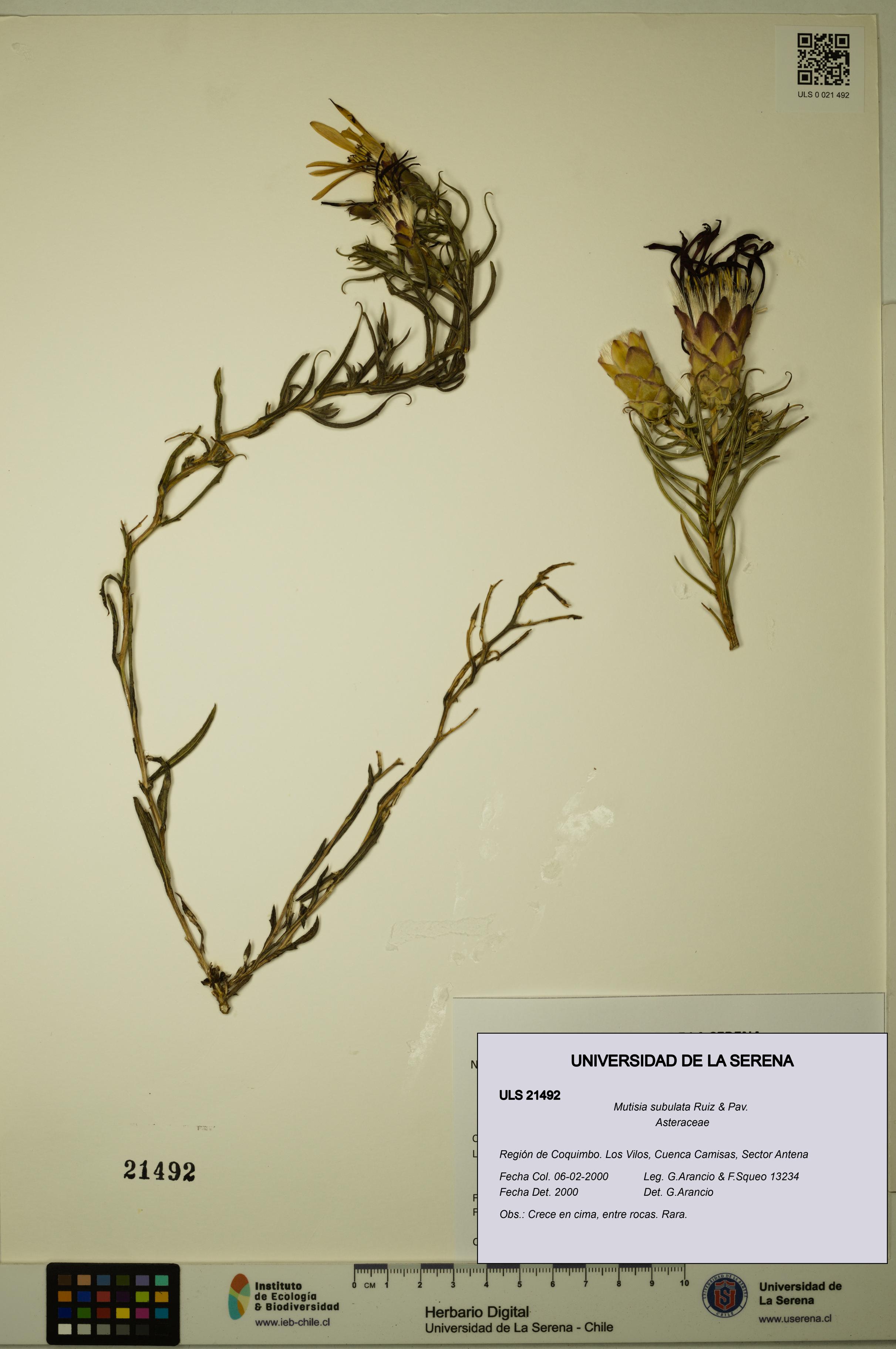 Mutisia subulata [Espécimen: ULS:ULS:0021492]