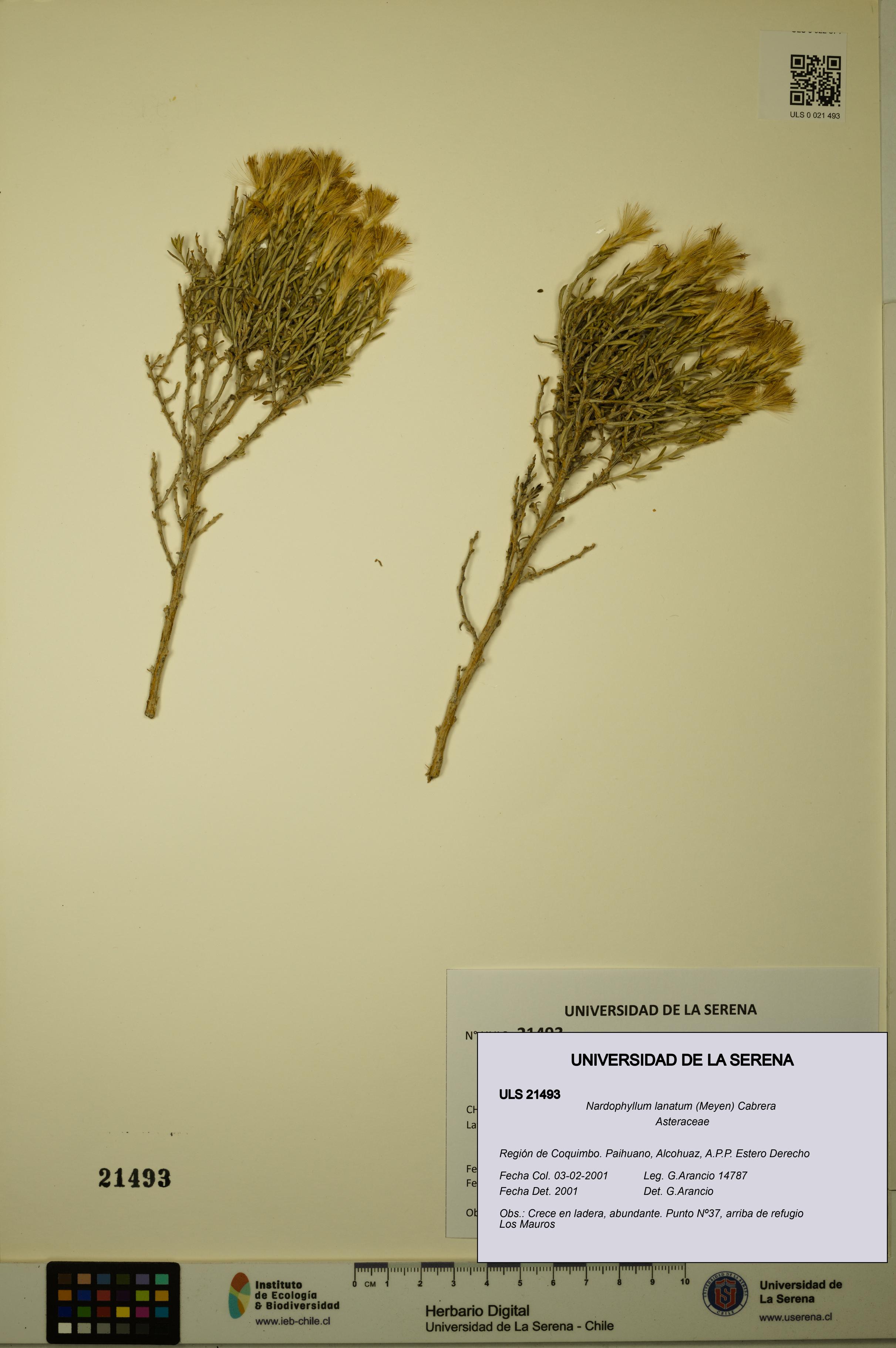 Nardophyllum lanatum [Espécimen: ULS:ULS:0021493]