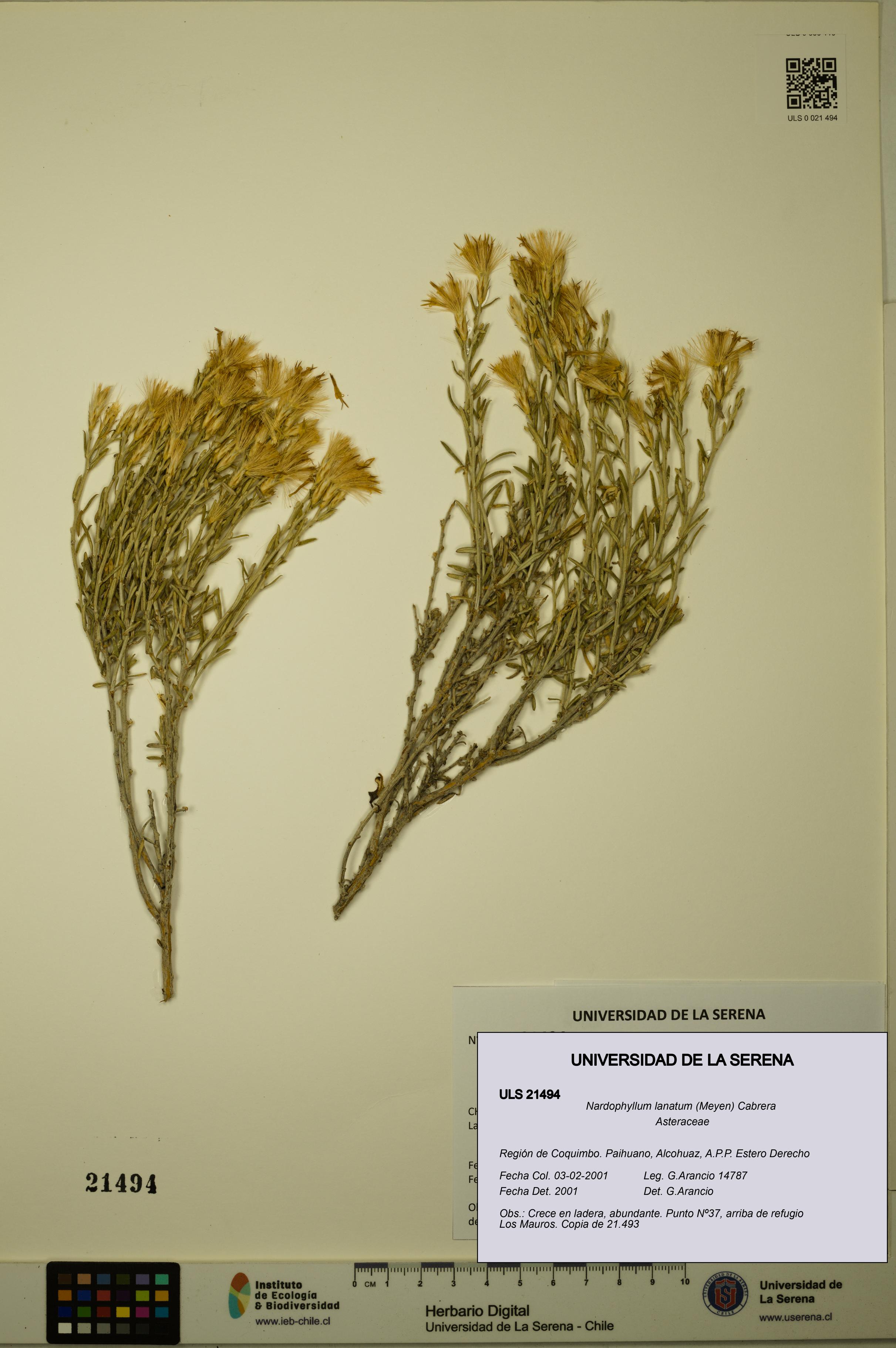 Nardophyllum lanatum [Espécimen: ULS:ULS:0021494]