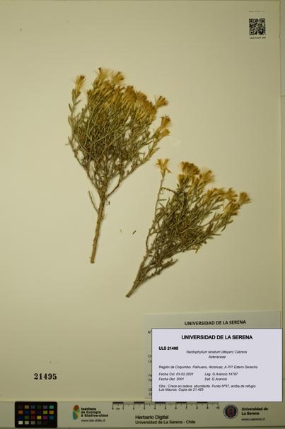 Nardophyllum lanatum [Espécimen: ULS:ULS:0021495]