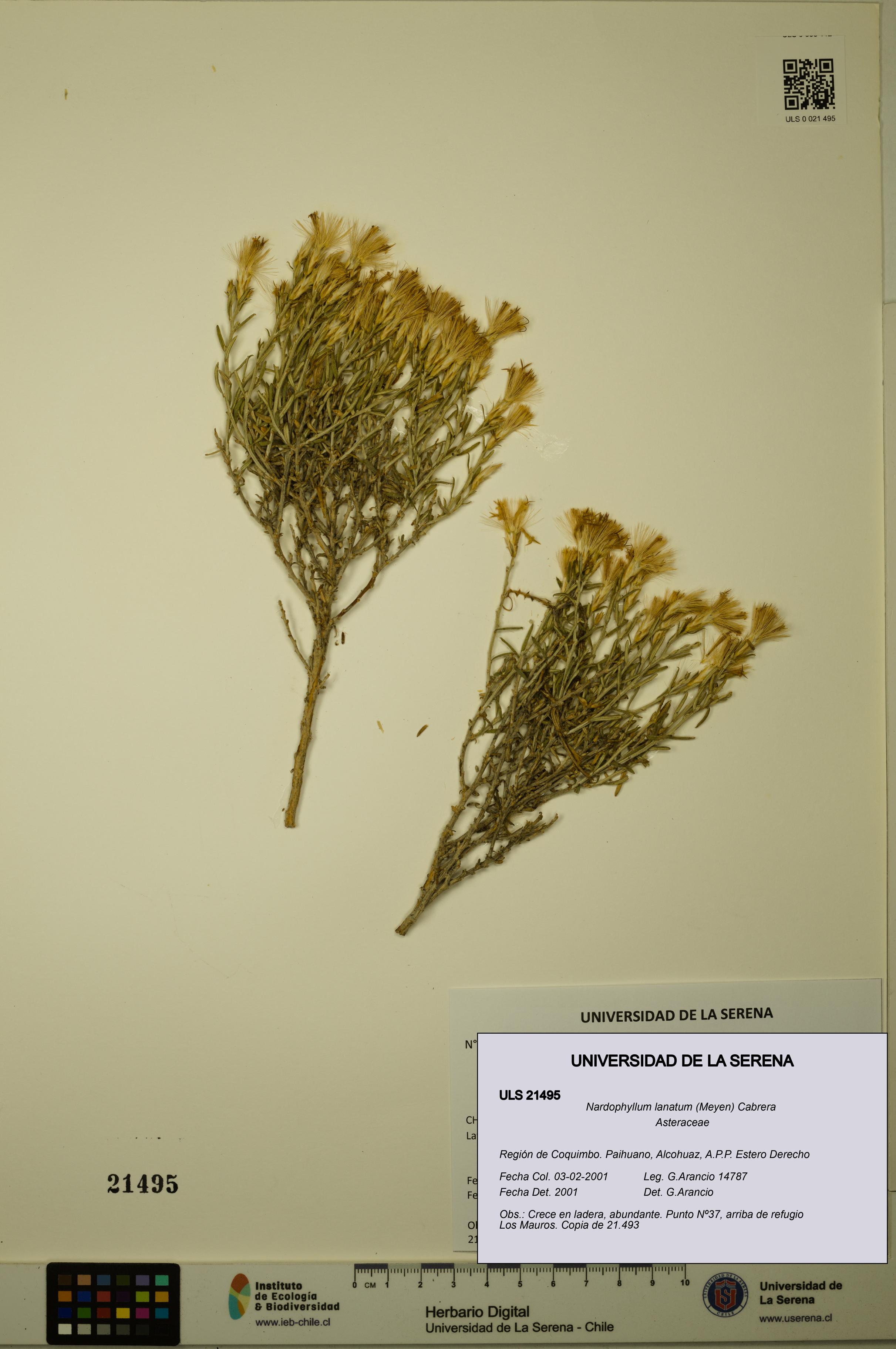 Nardophyllum lanatum [Espécimen: ULS:ULS:0021495]