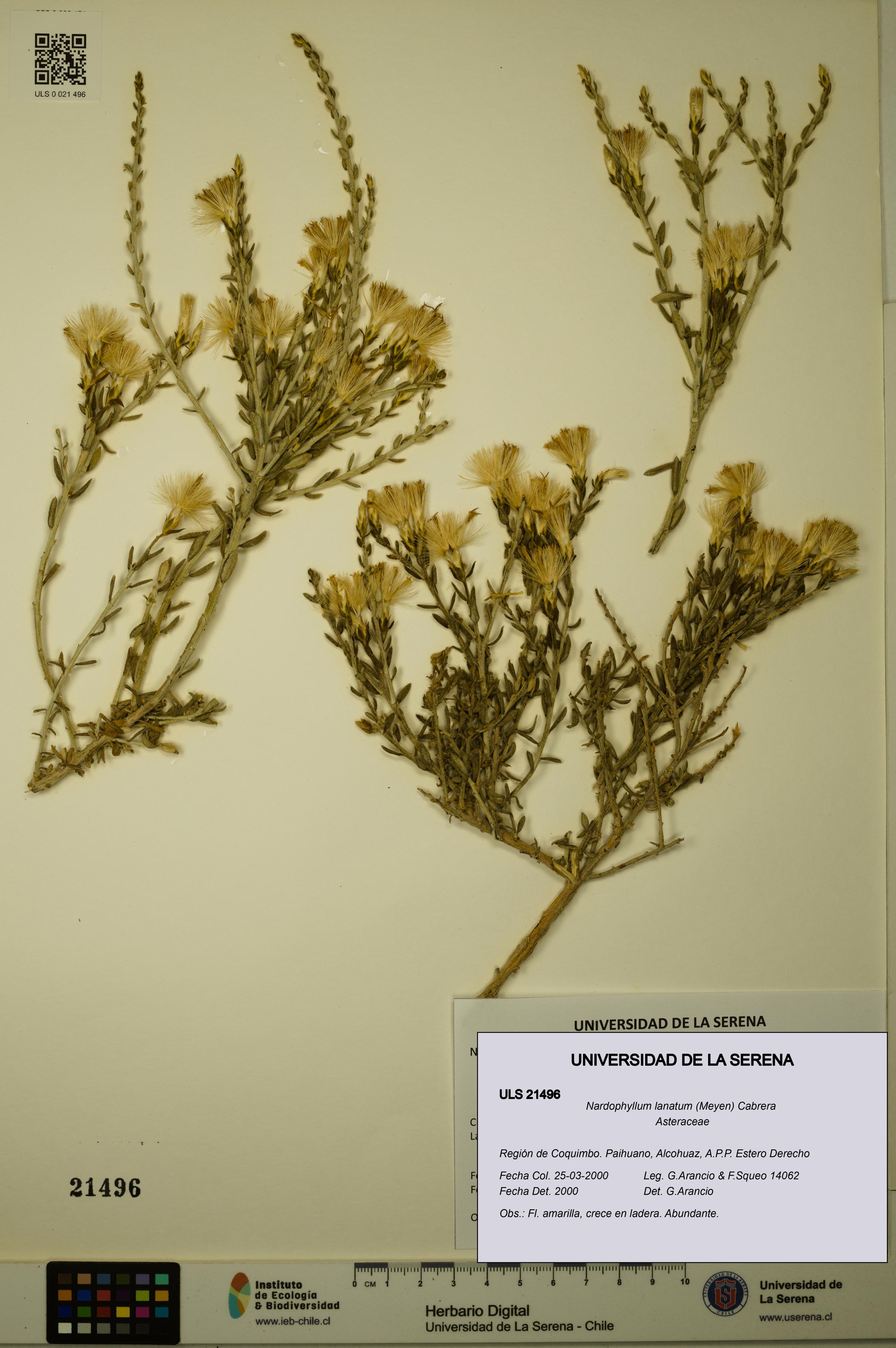 Nardophyllum lanatum [Espécimen: ULS:ULS:0021496]