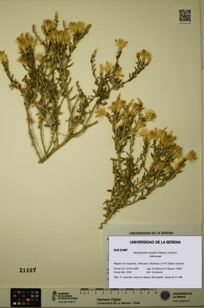 Nardophyllum lanatum [Espécimen: ULS:ULS:0021497]