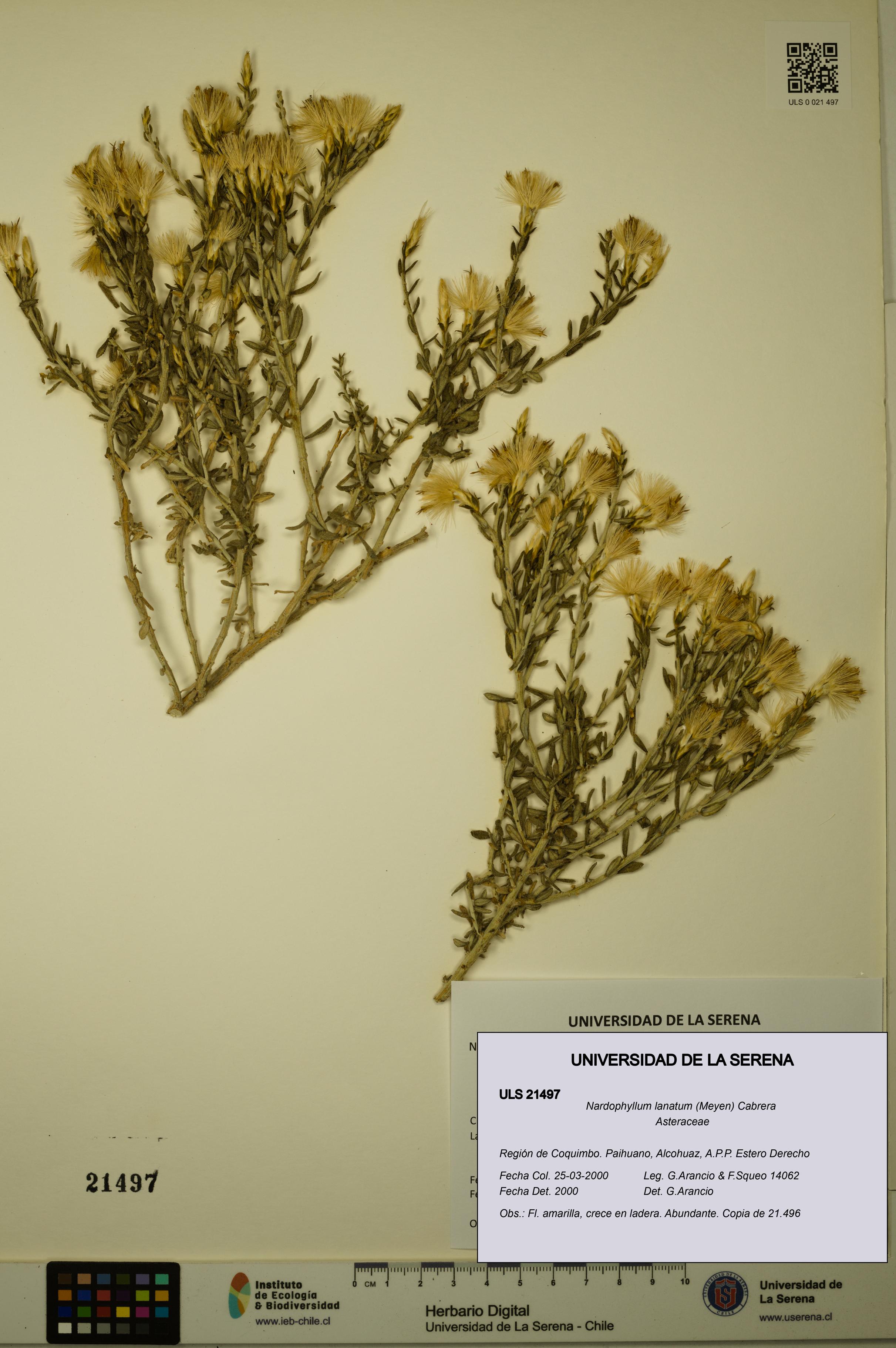 Nardophyllum lanatum [Espécimen: ULS:ULS:0021497]