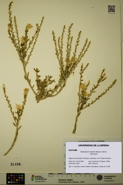 Nardophyllum lanatum [Espécimen: ULS:ULS:0021498]