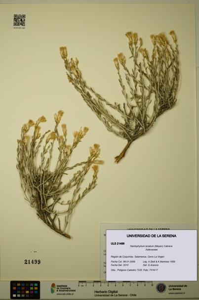 Nardophyllum lanatum [Espécimen: ULS:ULS:0021499]