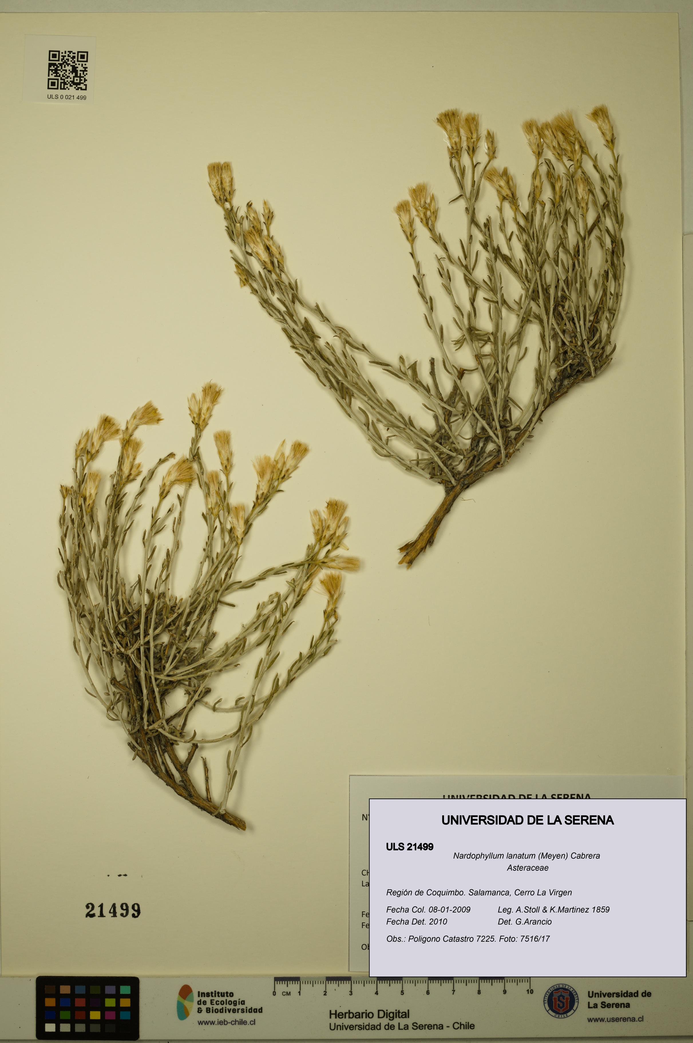 Nardophyllum lanatum [Espécimen: ULS:ULS:0021499]