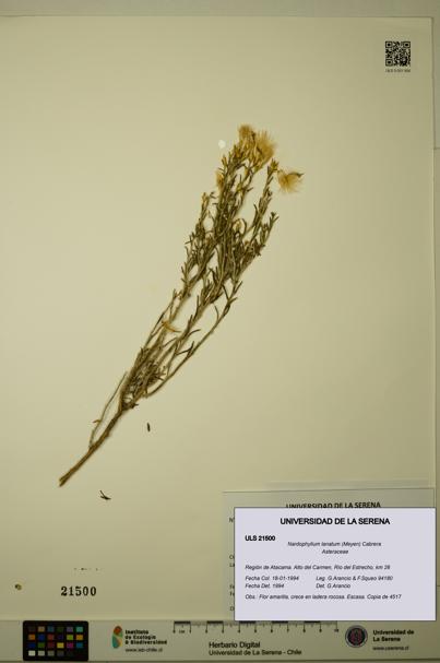 Nardophyllum lanatum [Espécimen: ULS:ULS:0021500]