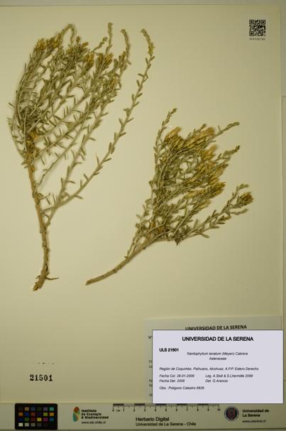 Nardophyllum lanatum [Espécimen: ULS:ULS:0021501]