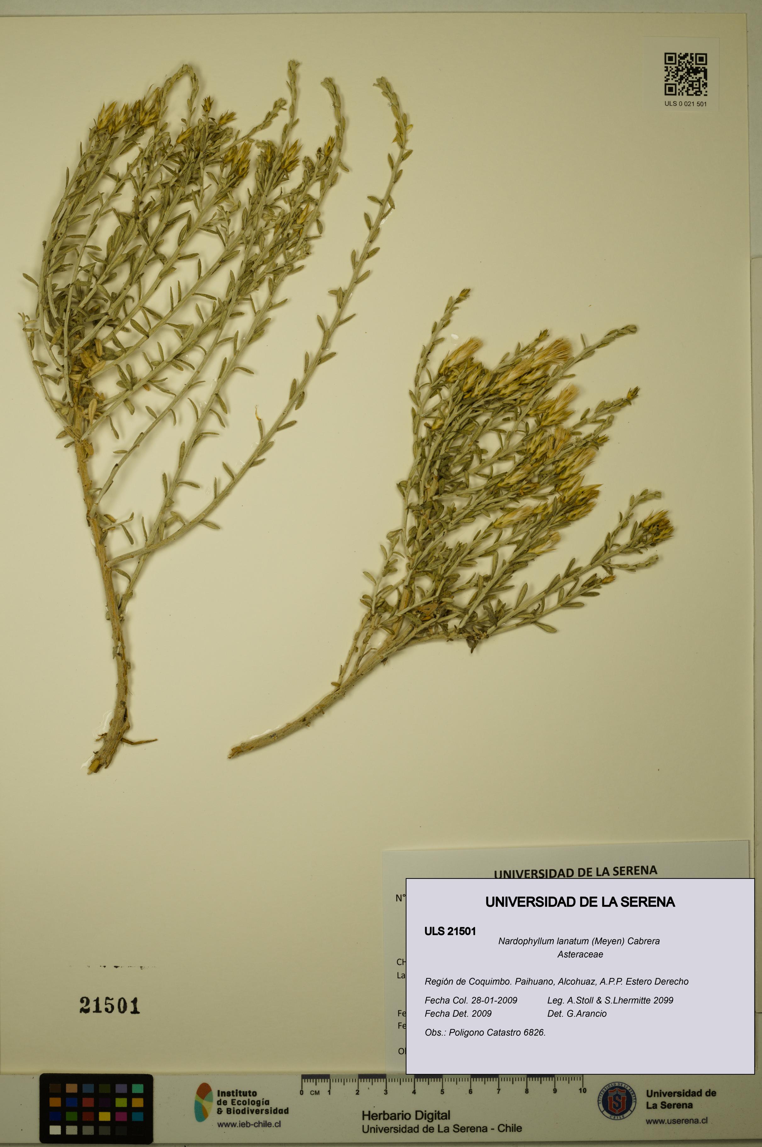 Nardophyllum lanatum [Espécimen: ULS:ULS:0021501]