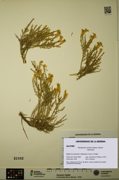 Nardophyllum lanatum [Espécimen: ULS:ULS:0021502]