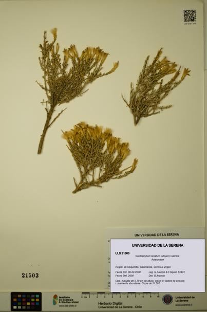 Nardophyllum lanatum [Espécimen: ULS:ULS:0021503]