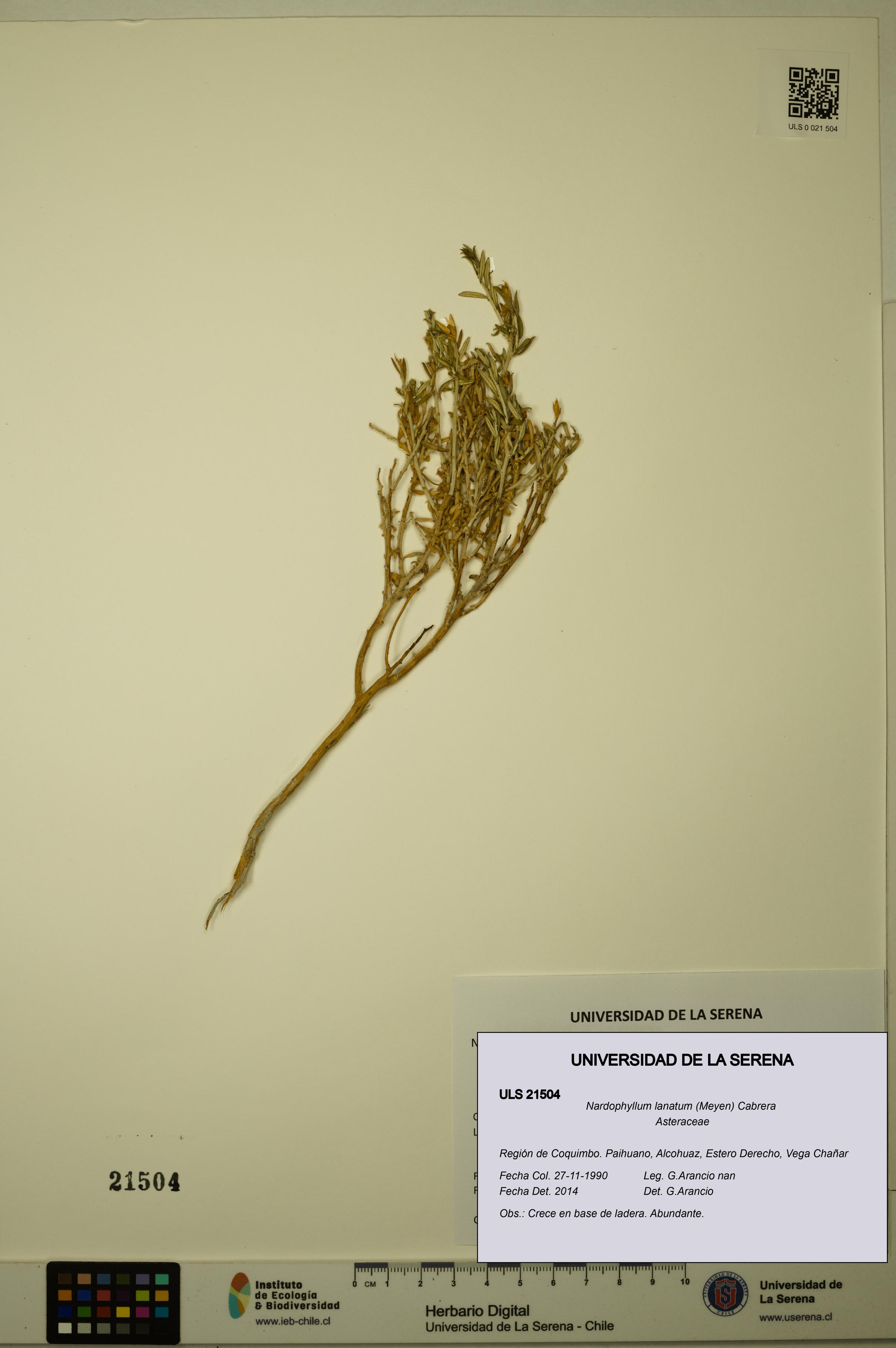 Nardophyllum lanatum [Espécimen: ULS:ULS:0021504]