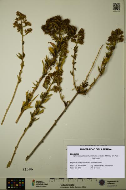 Ophryosporus heptanthus [Espécimen: ULS:ULS:0021505]