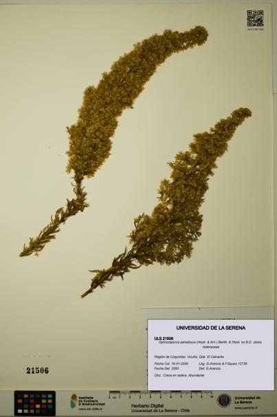 Ophryosporus paradoxus [Espécimen: ULS:ULS:0021506]