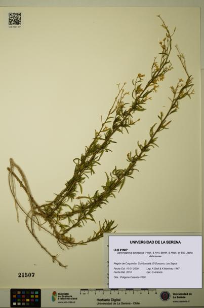 Ophryosporus paradoxus [Espécimen: ULS:ULS:0021507]