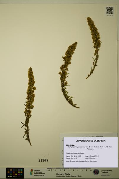 Ophryosporus paradoxus [Espécimen: ULS:ULS:0021508]