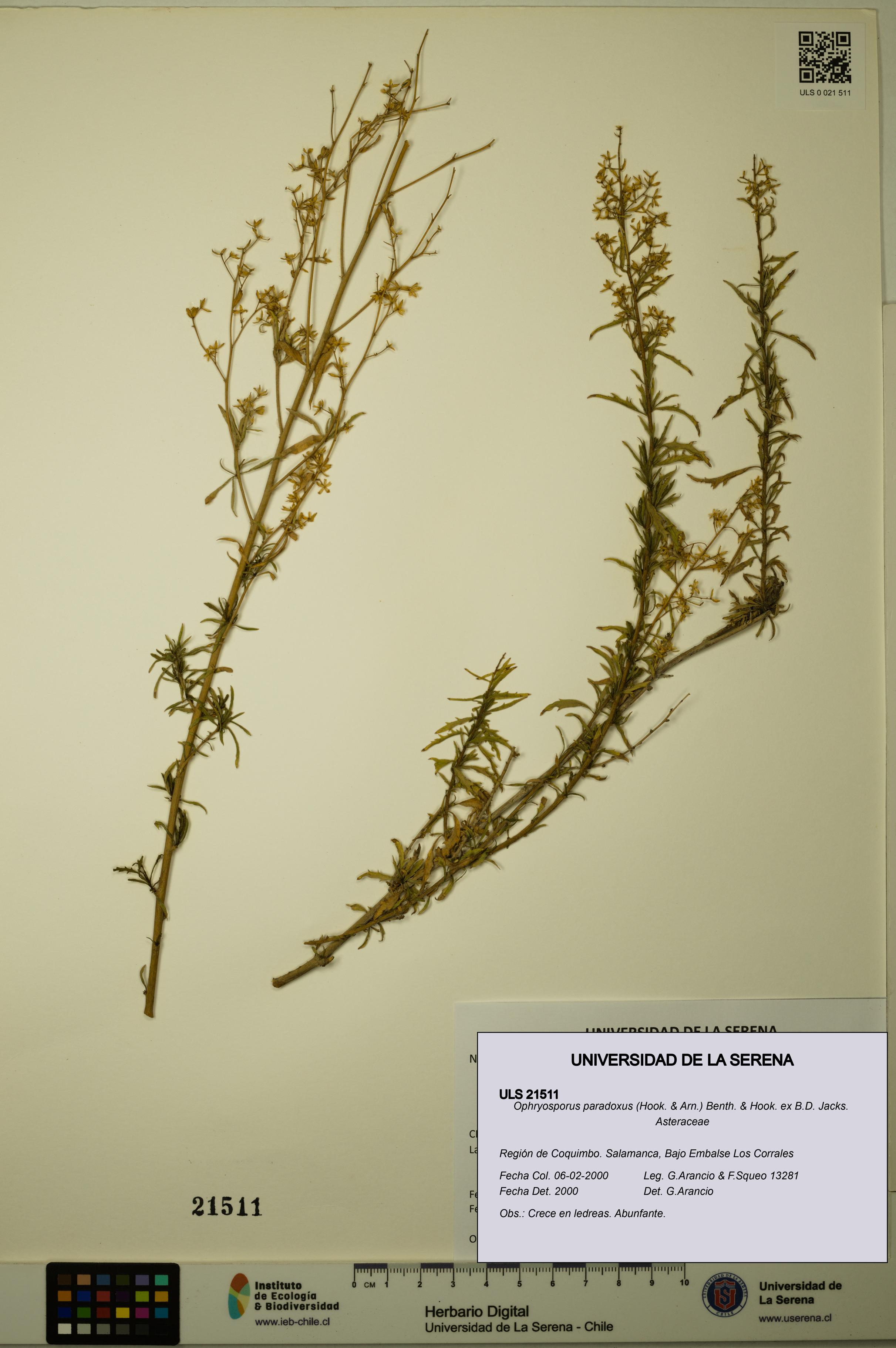 Ophryosporus paradoxus [Espécimen: ULS:ULS:0021511]