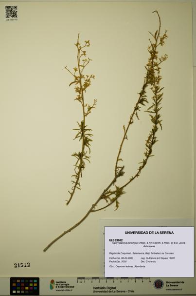 Ophryosporus paradoxus [Espécimen: ULS:ULS:0021512]