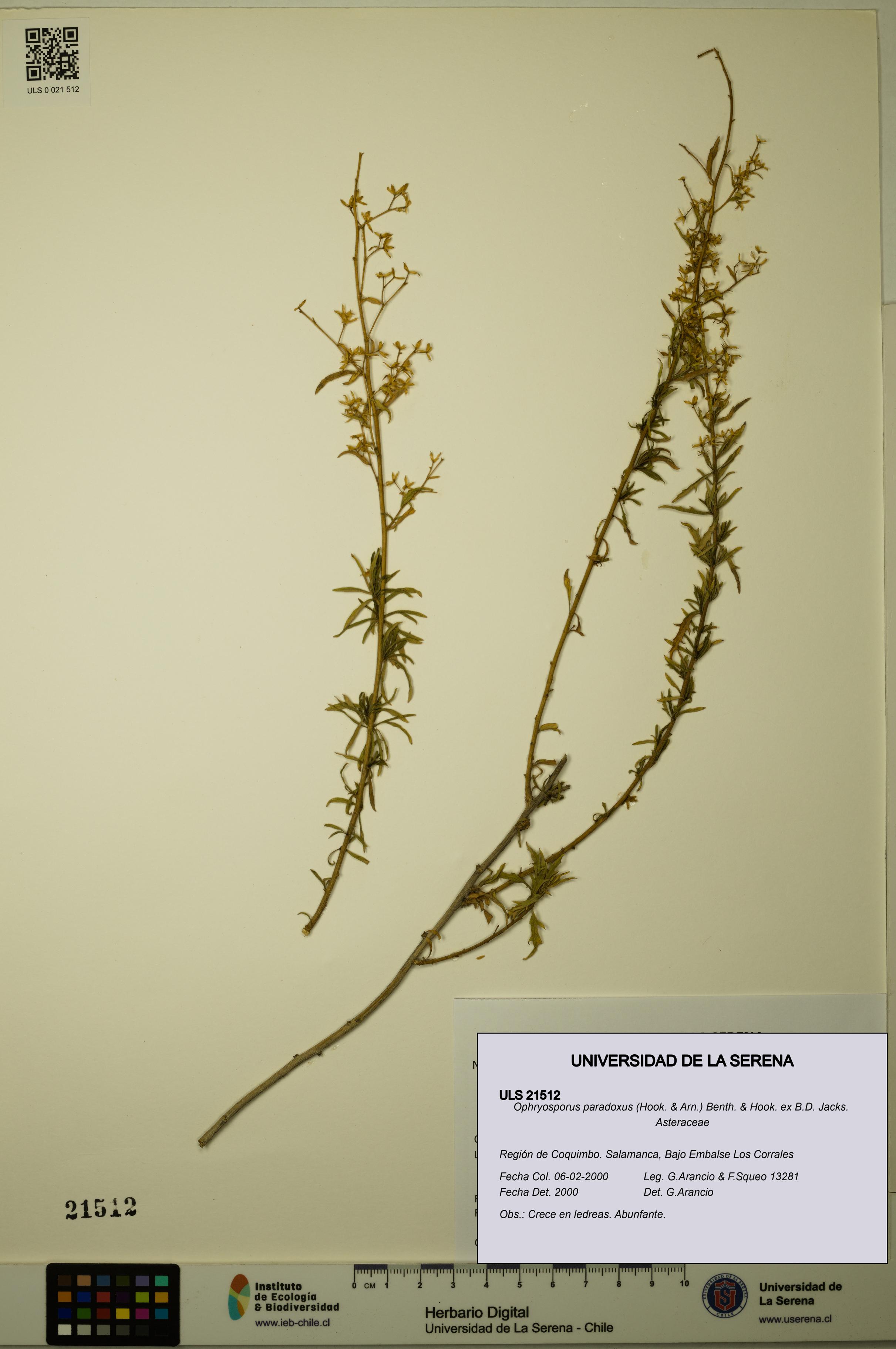 Ophryosporus paradoxus [Espécimen: ULS:ULS:0021512]