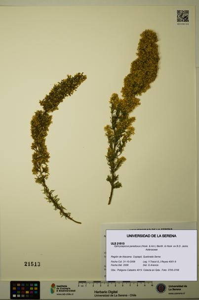 Ophryosporus paradoxus [Espécimen: ULS:ULS:0021513]