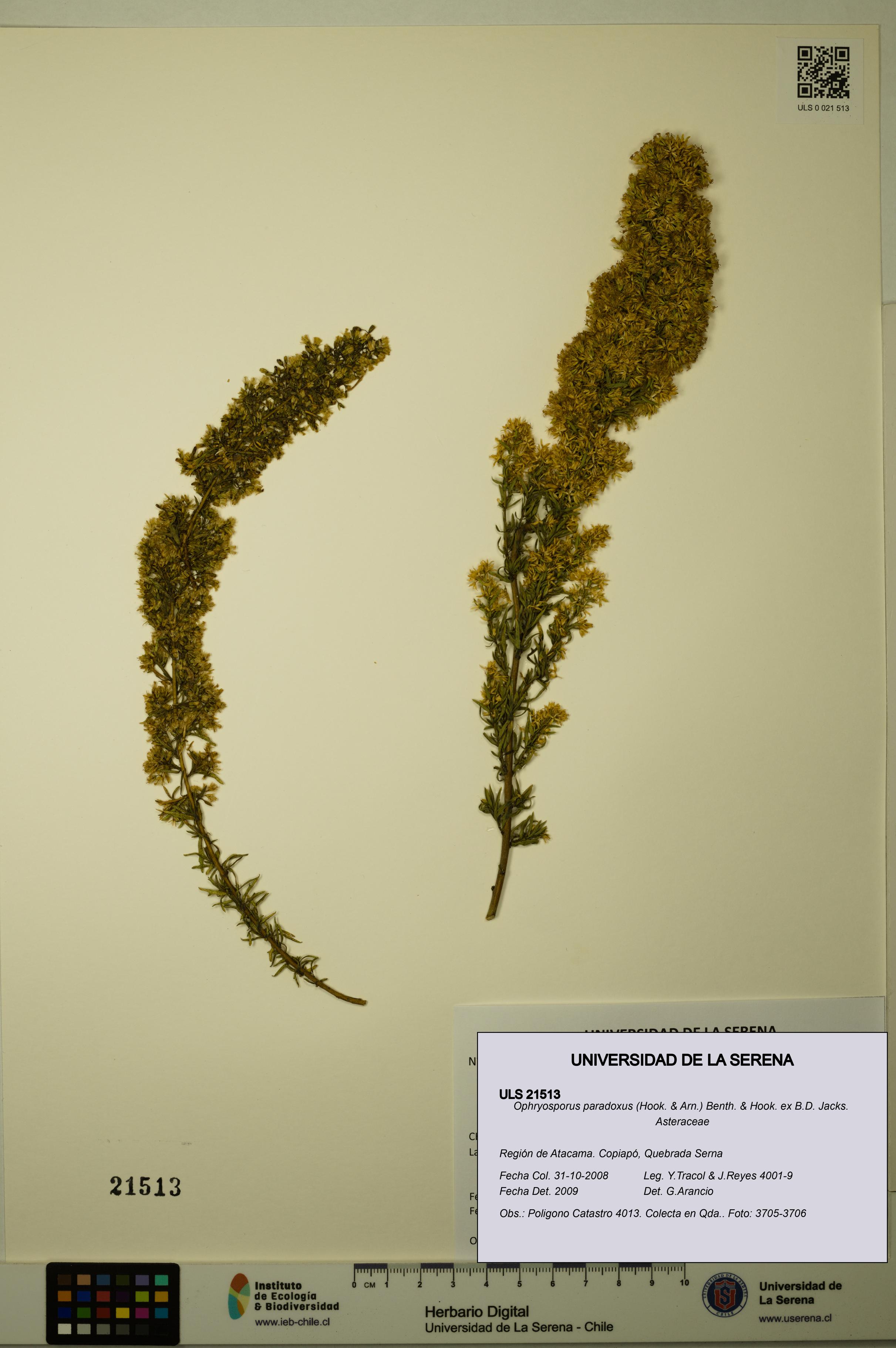 Ophryosporus paradoxus [Espécimen: ULS:ULS:0021513]