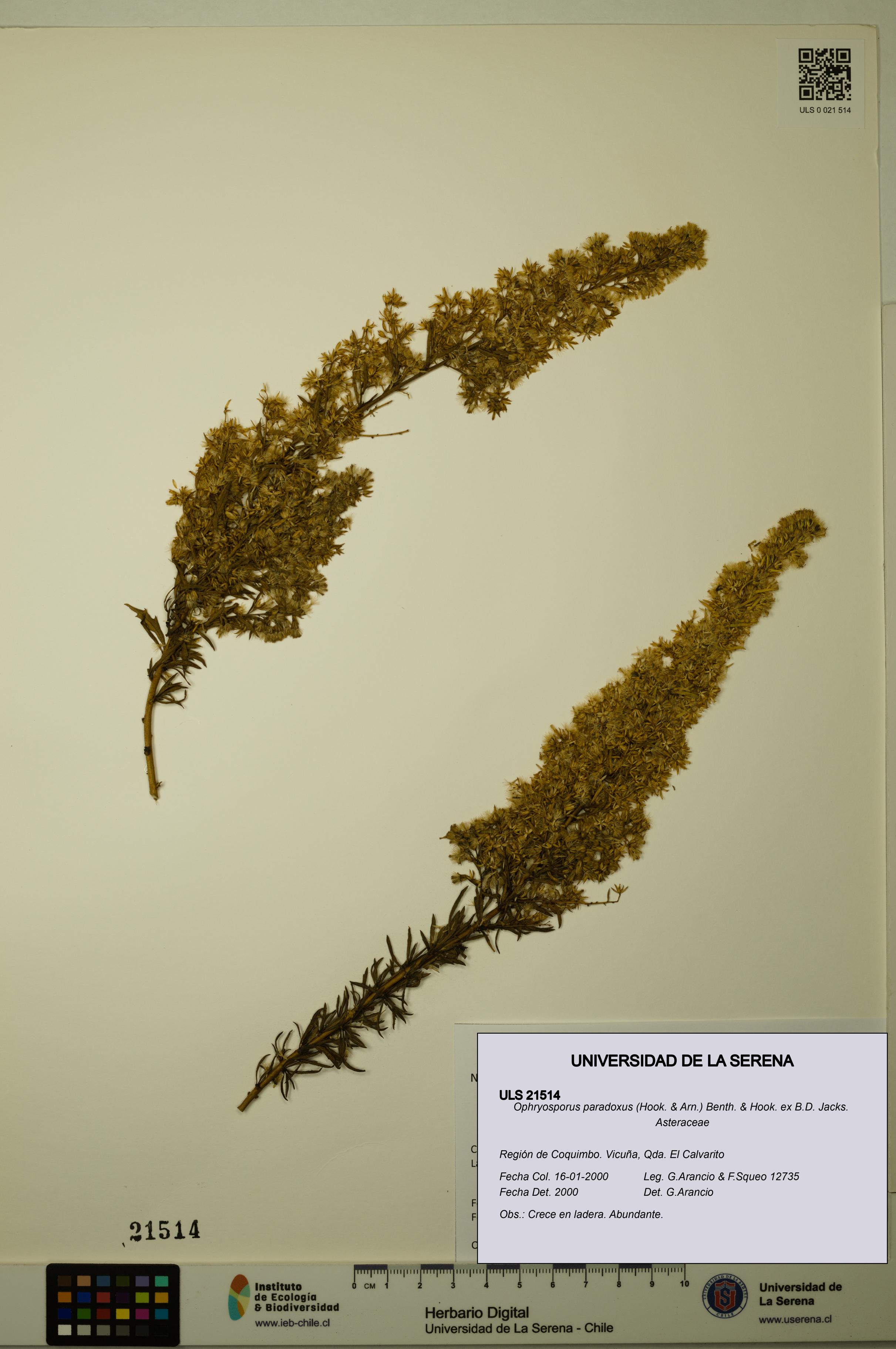 Ophryosporus paradoxus [Espécimen: ULS:ULS:0021514]