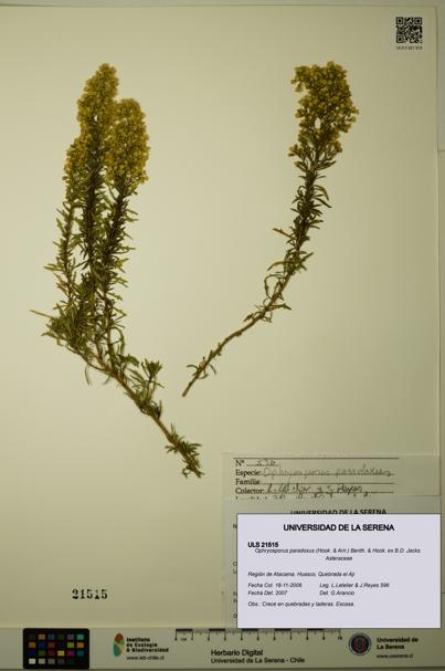 Ophryosporus paradoxus [Espécimen: ULS:ULS:0021515]