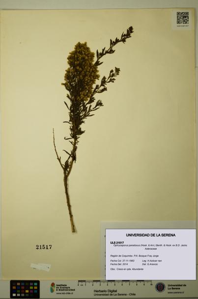 Ophryosporus paradoxus [Espécimen: ULS:ULS:0021517]