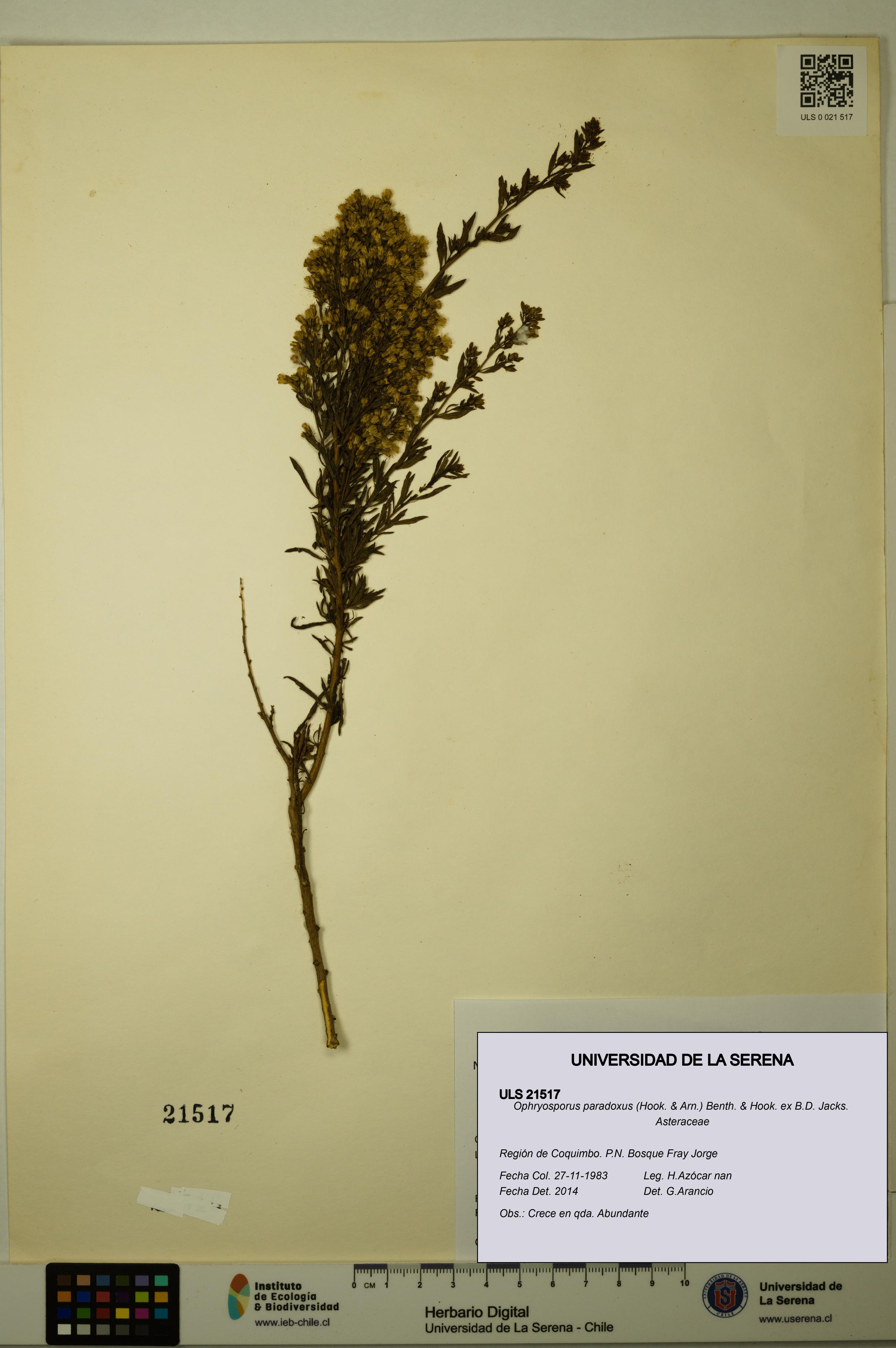 Ophryosporus paradoxus [Espécimen: ULS:ULS:0021517]