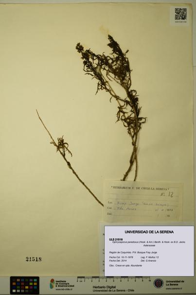 Ophryosporus paradoxus [Espécimen: ULS:ULS:0021518]